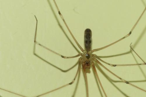 Réf. 261 600 : Pholcus phalangioides
